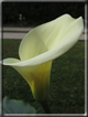 foto Fiori